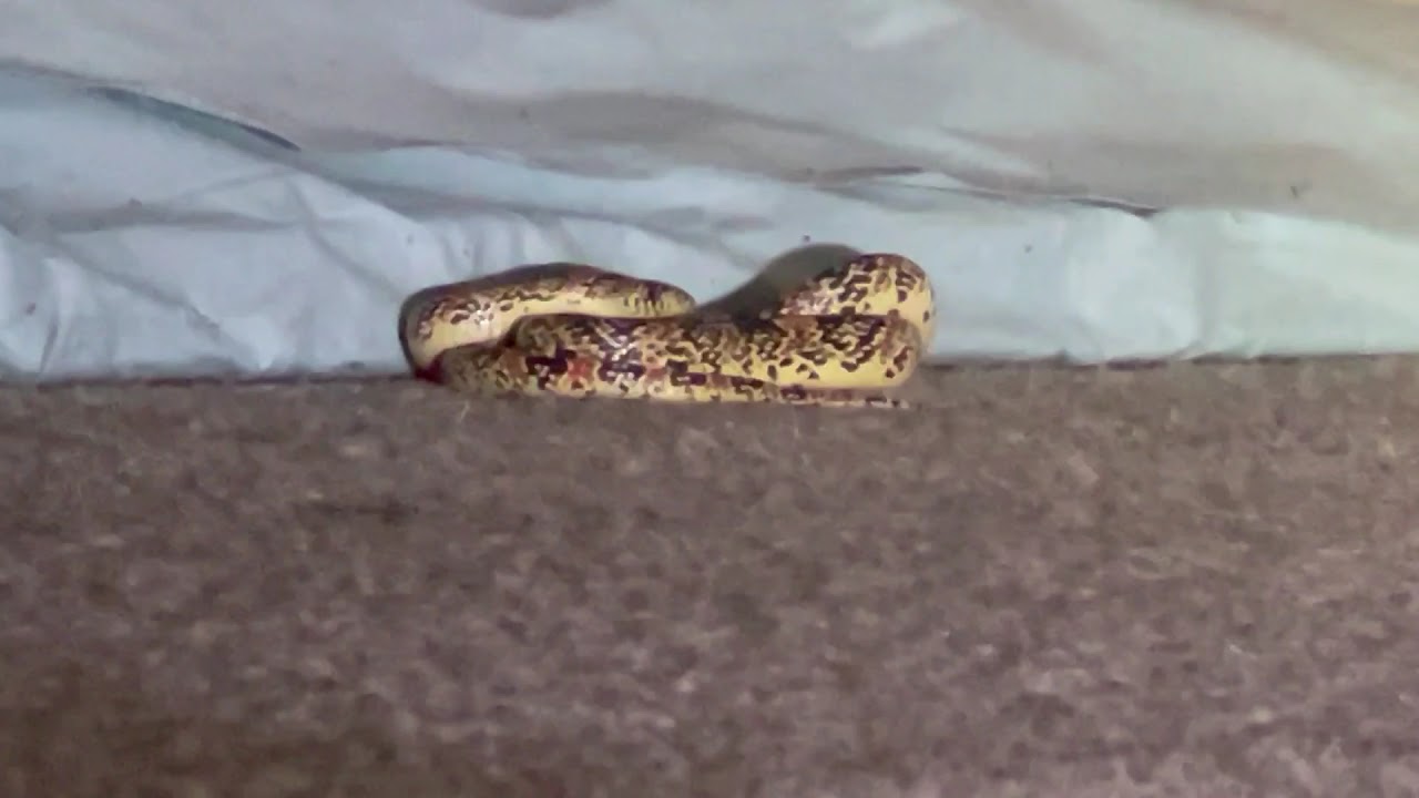 Critter Evictors Wildlife Control project