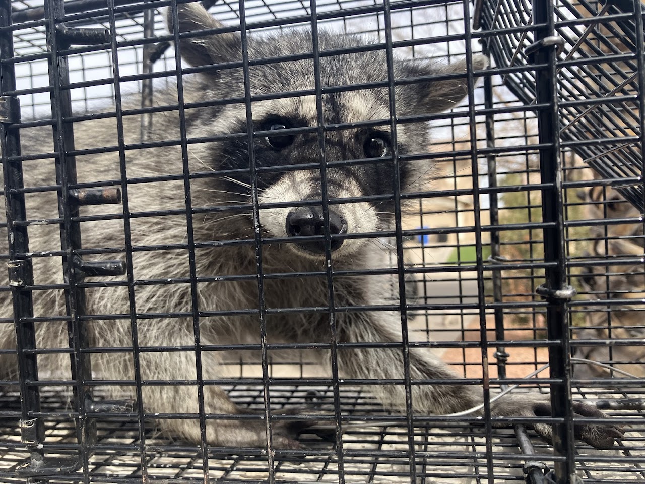 Critter Evictors Wildlife Control project